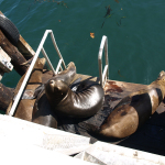 Seelöwen in Monterey. © Tanja Banner