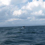Die Schwanzflosse eines Buckelwals. © Tanja Banner
