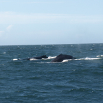 Zwei Buckelwale, angeblich Mutter und Kind. © Tanja Banner